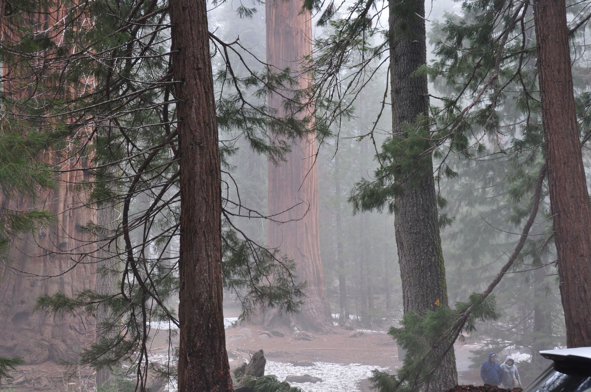 Who Discovered the Giant Sequoias? Calaveras, 1852, and the Discovery Tree
