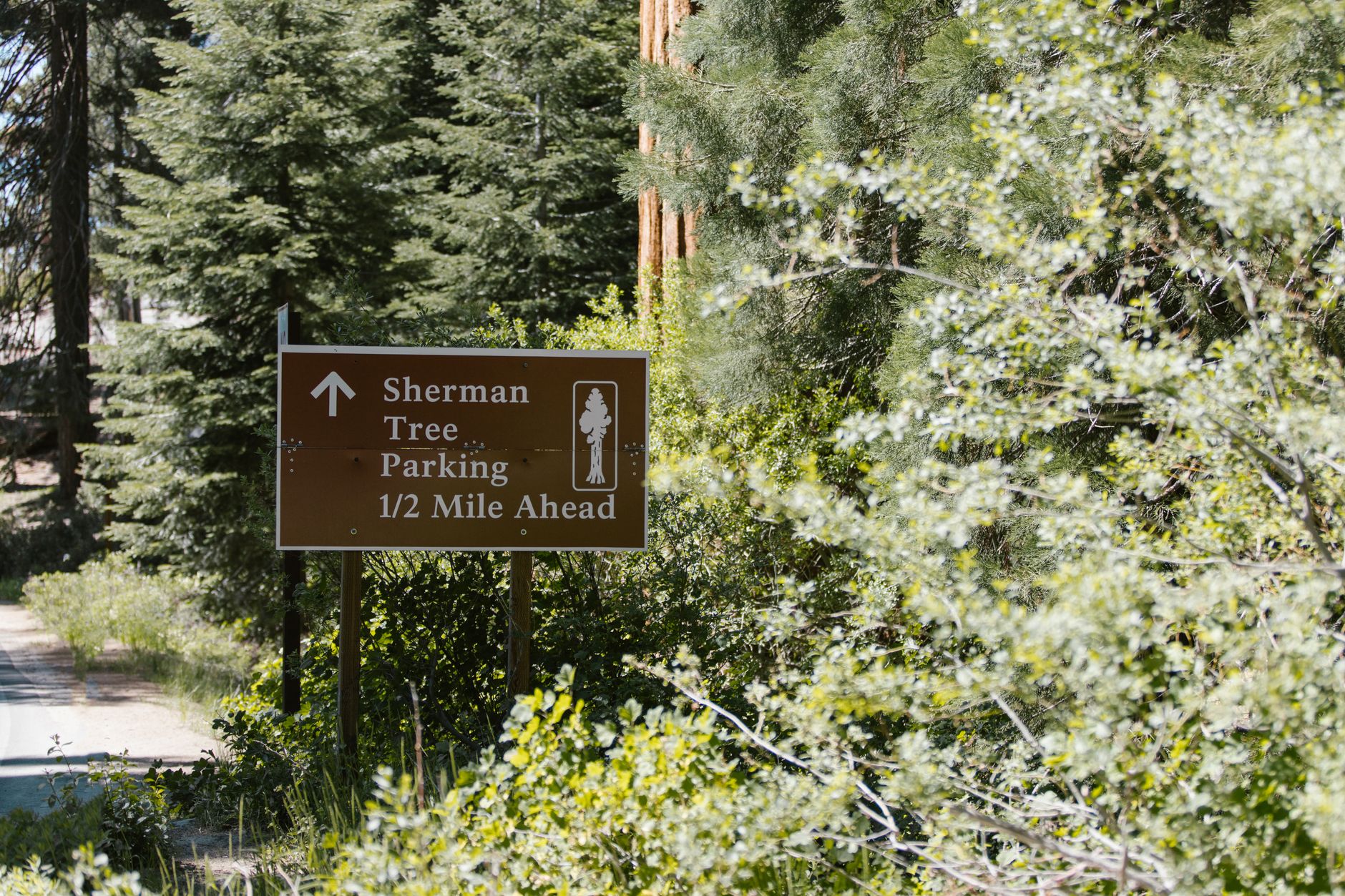 Why Is It Called Sequoia? The Sequoyah Story, the Dispute, and How to Pronounce It